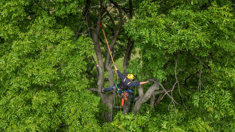Arboristika